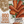 Red Core Chantenay Carrot Seeds For Planting (Daucus carota)