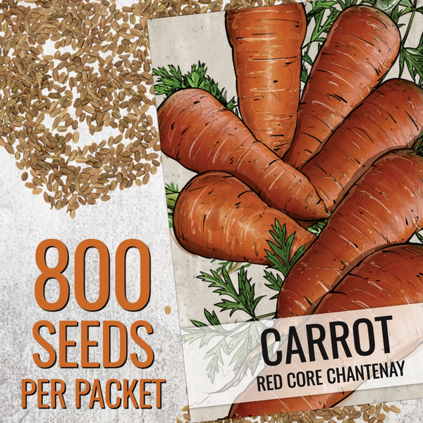 Red Core Chantenay Carrot Seeds For Planting (Daucus carota)