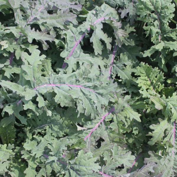 Red Russian Kale Seeds For Planting (Brassica napus)
