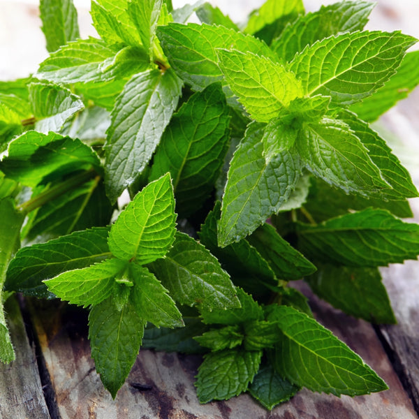 Peppermint Herb Seeds For Planting (Mentha piperita)