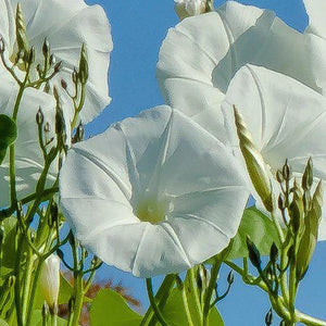 Pearly Gates Morning Glory Seeds For Planting (Ipomoea tricolor)