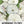Pearly Gates Morning Glory Seeds For Planting (Ipomoea tricolor)