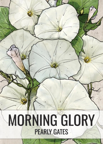 Pearly Gates Morning Glory Seeds For Planting (Ipomoea tricolor)