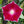 Red Picotee Morning Glory Seeds For Planting (Ipomoea nil)