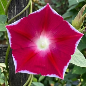 Red Picotee Morning Glory Seeds For Planting (Ipomoea nil)