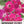Red Picotee Morning Glory Seeds For Planting (Ipomoea nil)