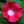 Scarlet O'Hara Morning Glory Seeds For Planting (Ipomoea nil)