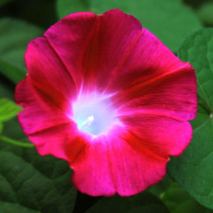 Scarlet O'Hara Morning Glory Seeds For Planting (Ipomoea nil)