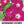 Scarlet O'Hara Morning Glory Seeds For Planting (Ipomoea nil)