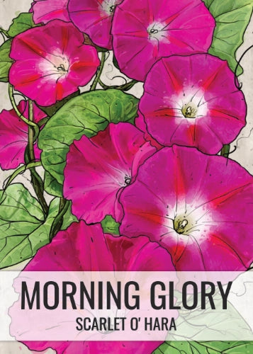 Scarlet O'Hara Morning Glory Seeds For Planting (Ipomoea nil)