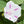 Shiva Morning Glory Seeds For Planting (Ipomoea purpurea)