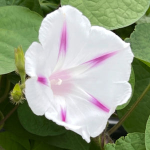 Shiva Morning Glory Seeds For Planting (Ipomoea purpurea)