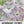 Shiva Morning Glory Seeds For Planting (Ipomoea purpurea)
