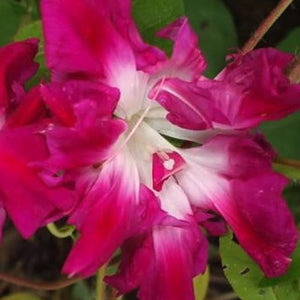 Pink Sunrise Serenade Morning Glory Seeds For Planting (Ipomoea purpurea)