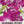 Pink Sunrise Serenade Morning Glory Seeds For Planting (Ipomoea purpurea)