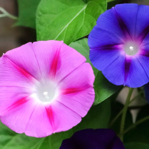 Tall Mixed Morning Glory Seeds For Planting (Ipomoea purpurea)