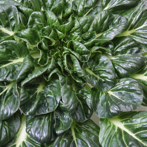 Tatsoi Mustard Seeds For Planting (Brassica rapa)