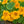 Dwarf Nasturtium - Alaska Gold (Tropaeolum nanum)