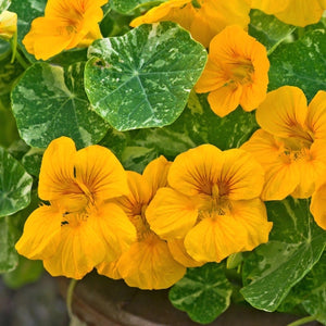 Dwarf Nasturtium - Alaska Gold (Tropaeolum nanum)