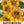 Dwarf Nasturtium - Alaska Gold (Tropaeolum nanum)