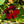 Black Velvet Nasturtium Seeds For Planting (Tropaeolum minus)