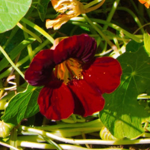 Black Velvet Nasturtium Seeds For Planting (Tropaeolum minus)