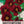 Black Velvet Nasturtium Seeds For Planting (Tropaeolum minus)