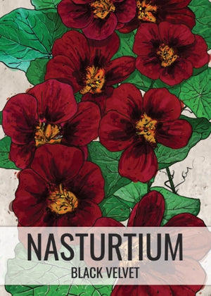 Black Velvet Nasturtium Seeds For Planting (Tropaeolum minus)