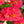 Cherry Rose Nasturtium Seeds For Planting (Tropaeolum minus)
