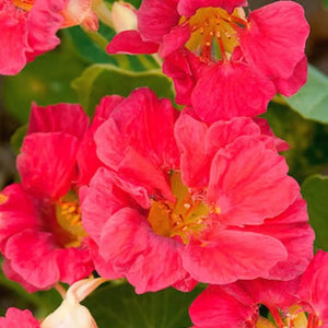 Cherry Rose Nasturtium Seeds For Planting (Tropaeolum minus)