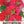 Cherry Rose Nasturtium Seeds For Planting (Tropaeolum minus)