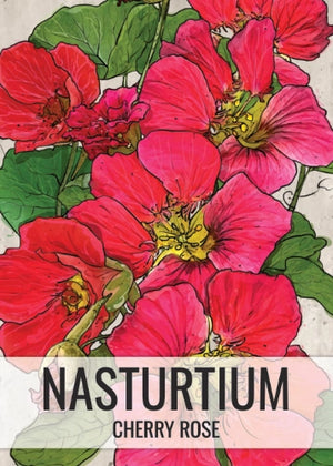 Cherry Rose Nasturtium Seeds For Planting (Tropaeolum minus)