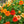 Double Gleam Nasturtium Seeds For Planting (Tropaeolum majus)