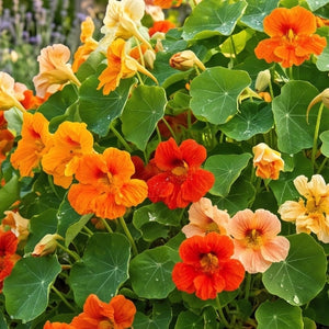 Double Gleam Nasturtium Seeds For Planting (Tropaeolum majus)