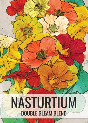 Double Gleam Nasturtium Seeds For Planting (Tropaeolum majus)