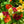Jewel Mixture Nasturtium Seeds For Planting (Tropaeolum nanum)