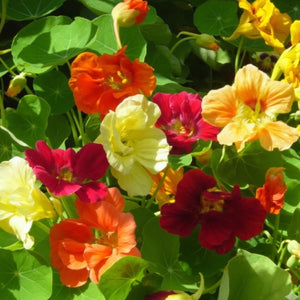 Jewel Mixture Nasturtium Seeds For Planting (Tropaeolum nanum)