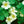 Moonlight Nasturtium Seeds For Planting (Tropaeolum majus)
