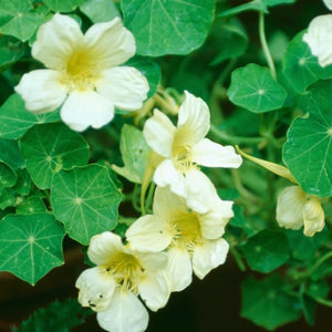 Moonlight Nasturtium Seeds For Planting (Tropaeolum majus)