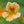 Peach Melba Nasturtium Seeds For Planting (Tropaeolum nanum)