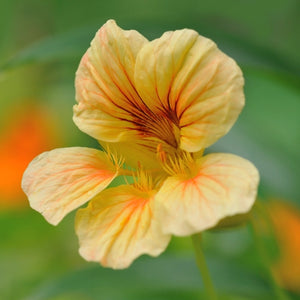 Peach Melba Nasturtium Seeds For Planting (Tropaeolum nanum)