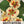 Peach Melba Nasturtium Seeds For Planting (Tropaeolum nanum)
