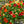 Tom Thumb Nasturtium Seeds For Planting (Tropaeolum nanum)