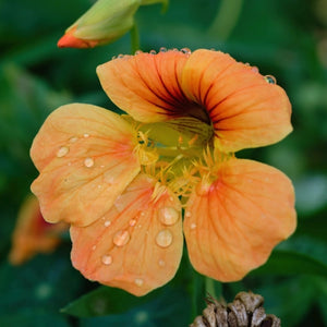 Vesuvius Nasturtium Seeds For Planting (Tropaeolum majus)