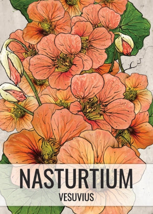 Vesuvius Nasturtium Seeds For Planting (Tropaeolum majus)