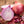 Red Burgundy Onion Seeds For Planting (Allium cepa)