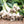 Tokyo Long White Bunching Onion (Allium cepa)