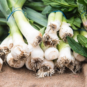 Tokyo Long White Bunching Onion (Allium cepa)