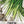 Tokyo Long White Bunching Onion (Allium cepa)