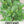 Italian Oregano (Origanum vulgare)